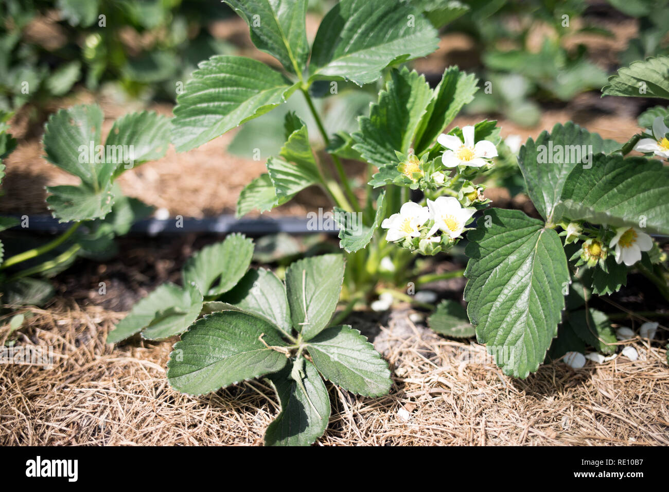 Pflanzen der blühenden Erdbeeren auf Betten im Frühling Garten. eine Erdbeere Sämling mit einer Blume auf tropfbewässerung Stockfoto