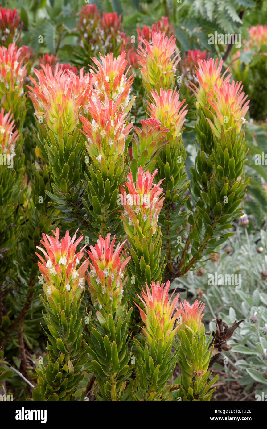 Mimetes cucullatus oder Rooistompe, endemisch im südlichen Outeniqua, wachsen im Botanischen Garten Kirstenbosch Kapstadt, Südafrika, Fynbos Arten Stockfoto