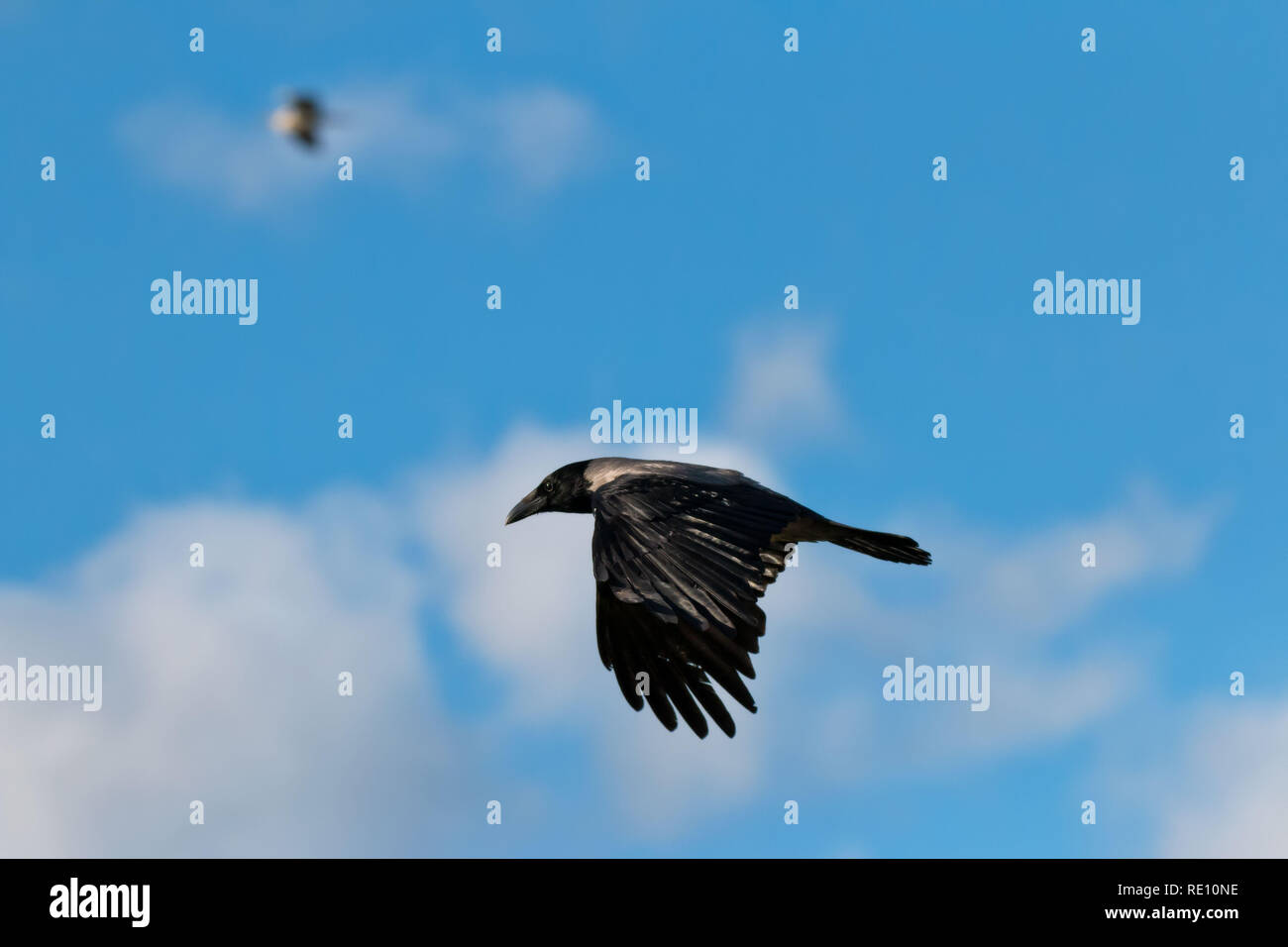 Flying crow mit Adler im Hintergrund Stockfoto
