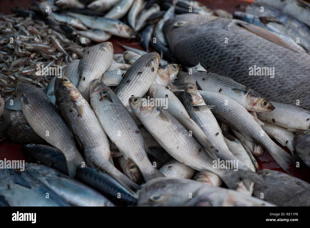 Fisch im abgedeckten fliegt in einem Indischen Fischmarkt Stockfoto