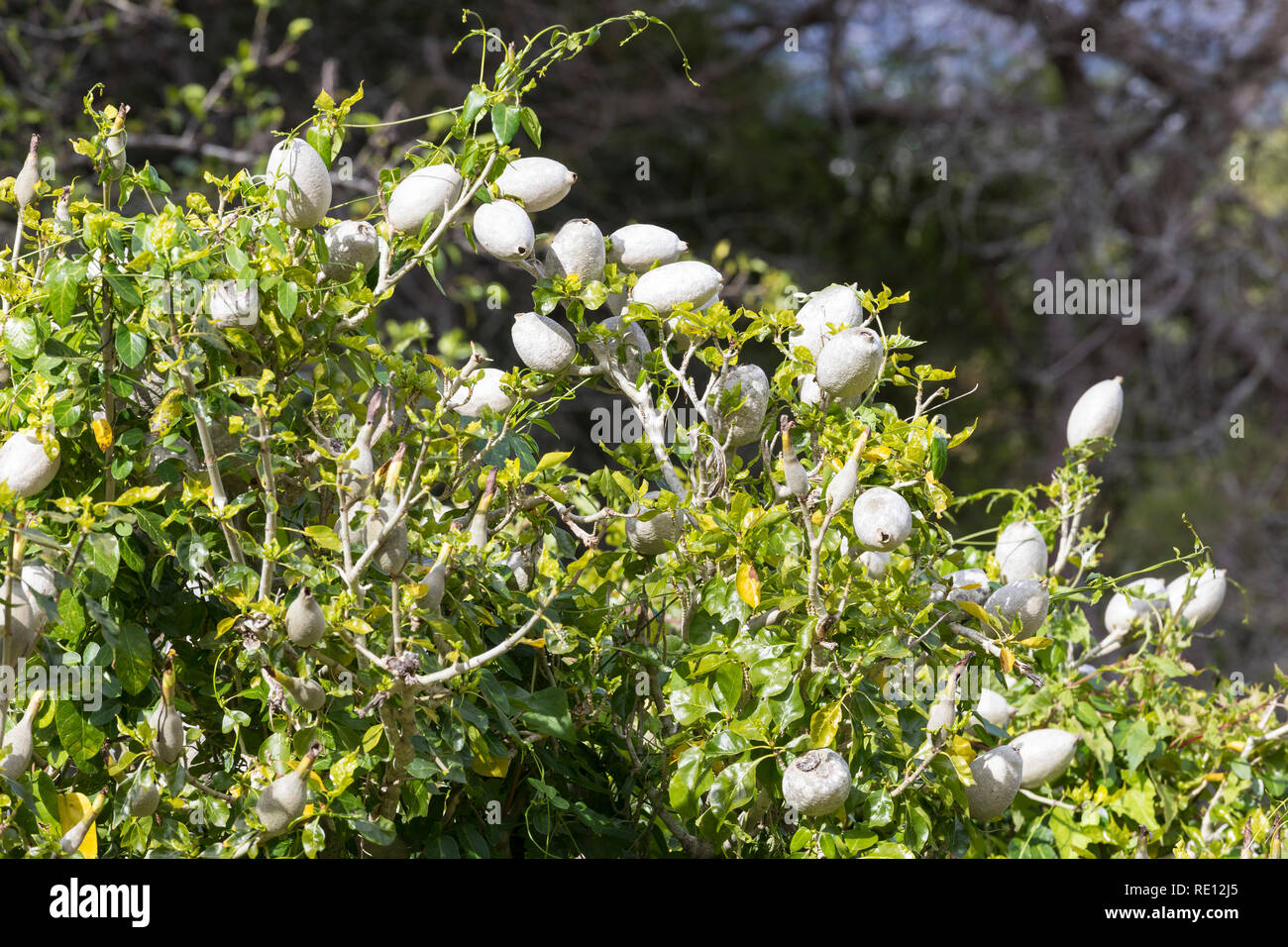 Wild Gardenia, Gardenia Thunbergia, Obst, Kirstenbosch Botanical Gardens, Cape Town, Western Cape, Südafrika. Diese Pflanze braucht beim Elefanten für di Stockfoto