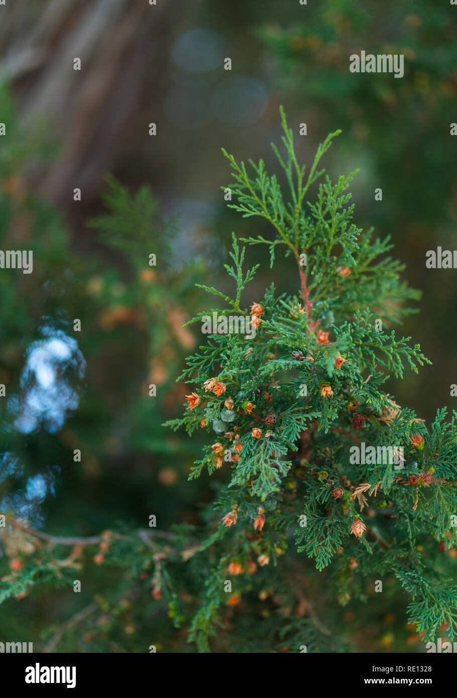Sabina spanish juniper juniperus thurifera Fotos und Bildmaterial in