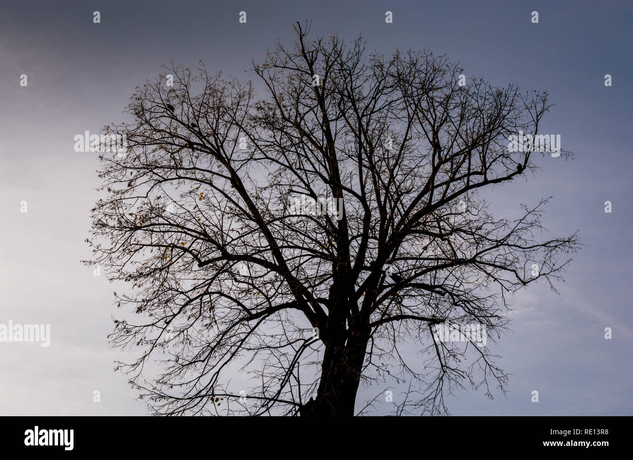 Baum ohne Blätter am dunklen Himmel Hintergrund Stockfoto