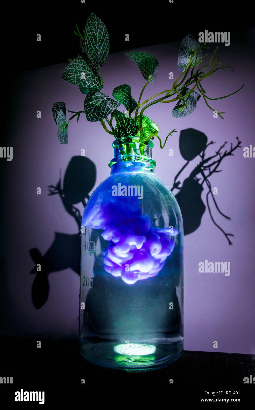 Art Shot eines transparenten Vase mit einer Anlage mit klarem Wasser und blauer Tinte im Studio mit Beleuchtung Stockfoto