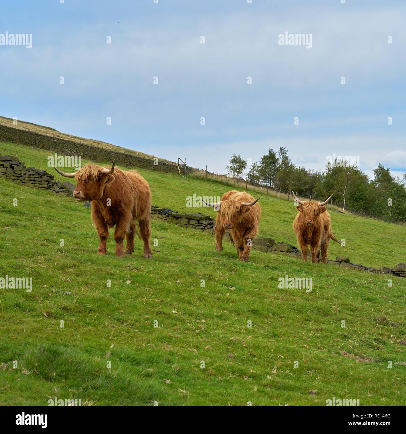 Langhaarige rote Highland Cattle mit Hörnern Stockfoto