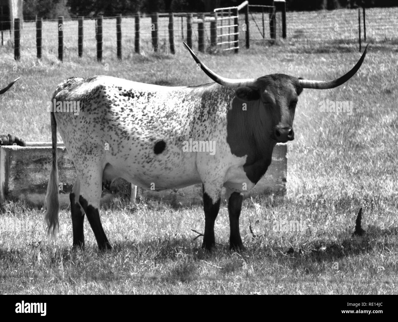 Schwarz-weiß Foto von GESPRENKELTEN Texas Longhorn Stockfoto