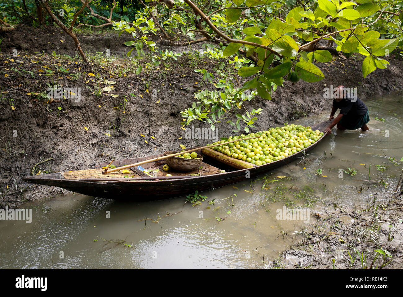 Ein Landwirt stapelt bis Guaven auf dem Boot nach Auszüge aus der Bäume am Guava Orchard an Vimruli in Jhalakathi, Bangladesch. Stockfoto