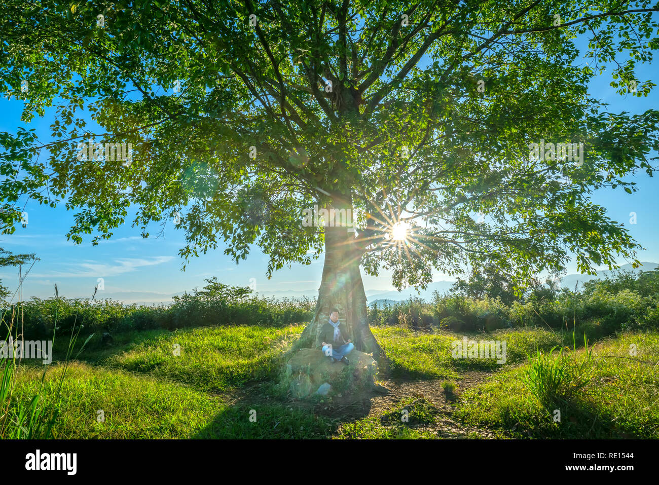 Die alte Bodhi-baum ist in der Zeit der sich wandelnden Blätter im Winter, wenn die Sonne scheint durch den Baum der neue Tag im Hochland von Vietnam zu begrüßen Stockfoto