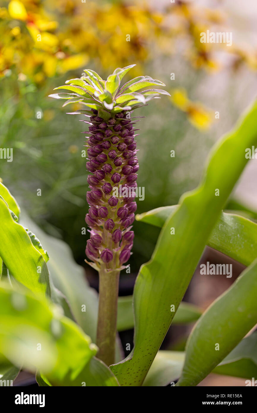 Eucomis "Ruben" Pinapple Blume Stockfoto