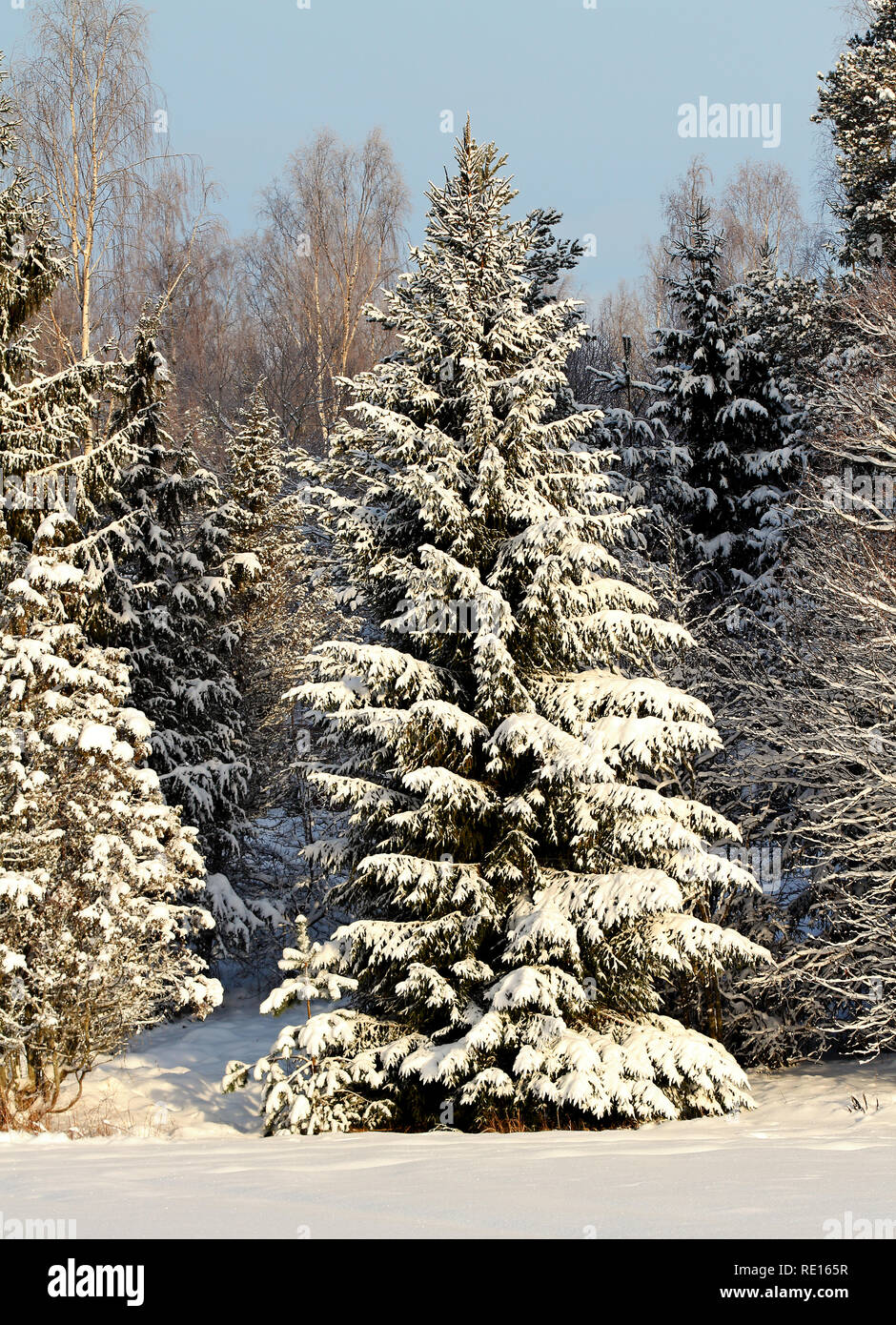 Snowy Tree auf den Umriss eines finnischen Fichtenwald Stockfoto