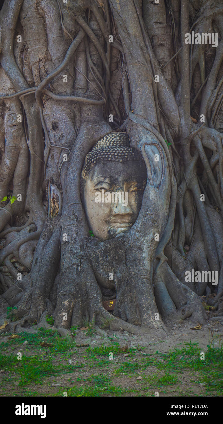 Ayuthaya Gesicht im Baum Bodhi-baum UNESCO-Welterbe Stockfoto