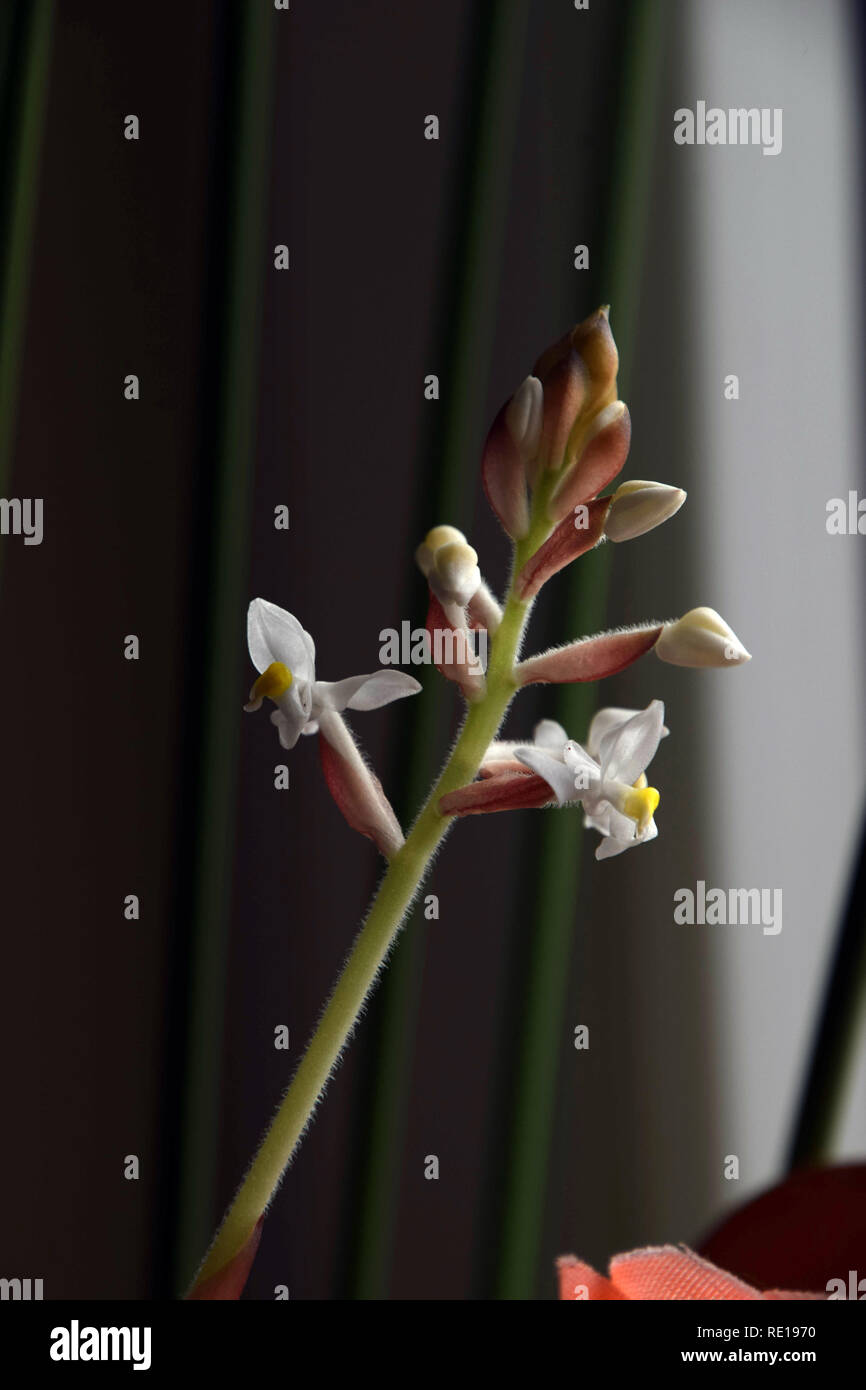 Ludisia verfärben Vielzahl dawsoniana mit zarten kleinen gelben, weißen Blüten, Jewel Orchidee Blumen Stockfoto