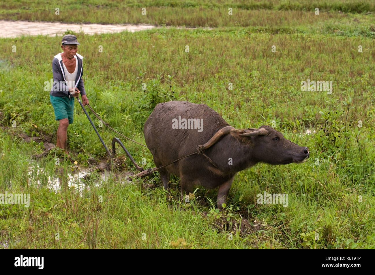 Ein Bauer arbeitet das Feld mit Hilfe von Ochsen in der Nähe von Carmen. Bohol. Philippinen. Filipino farmerbreaking bis gepflügten Feldes durch satanding auf einer kleinen Pr Stockfoto