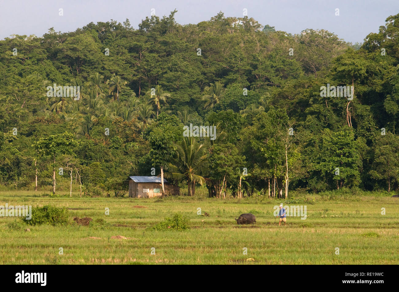 Ein Bauer arbeitet das Feld mit Hilfe von Ochsen in der Nähe von Carmen. Bohol. Philippinen. Filipino farmerbreaking bis gepflügten Feldes durch satanding auf einer kleinen Pr Stockfoto