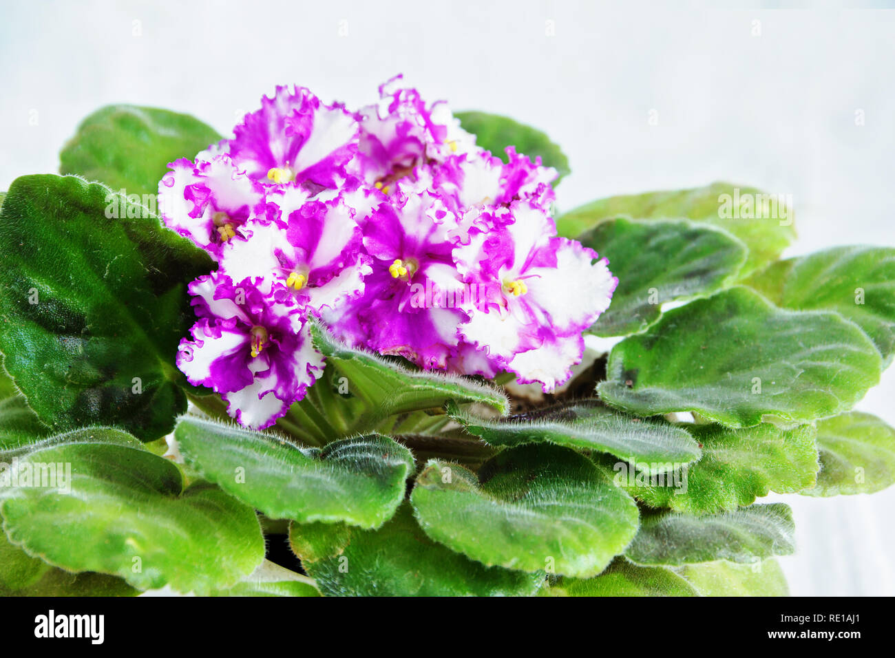 Blhende Saintpaulien oder Afrikanische Veilchen, Zimmerpflanze, isolierten  weien Hintergrund Stockfotografie - Alamy