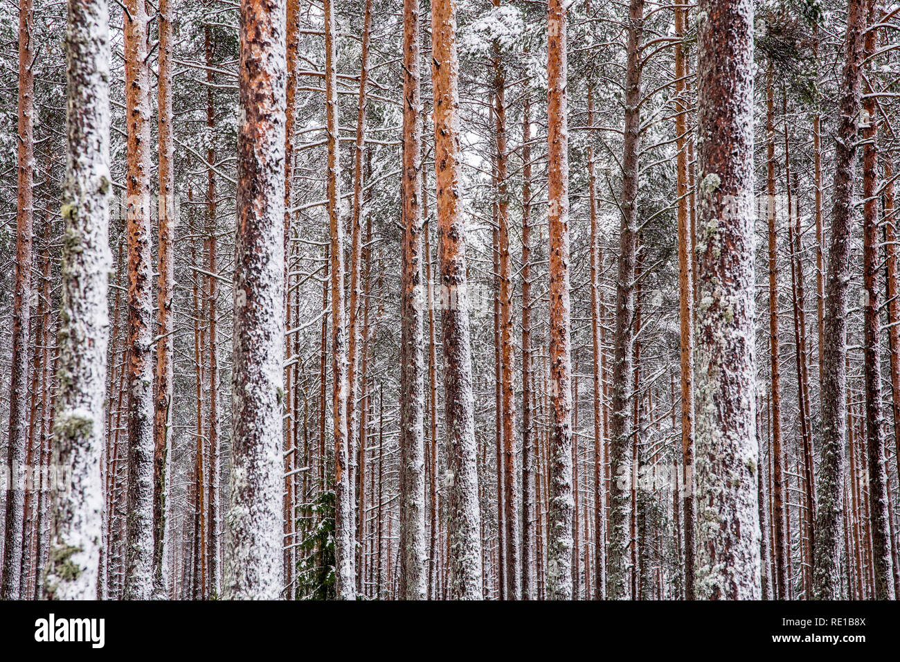 Detailansicht braun Pine Tree Trunk Muster, bedeckt mit Schnee im Winter. Stockfoto