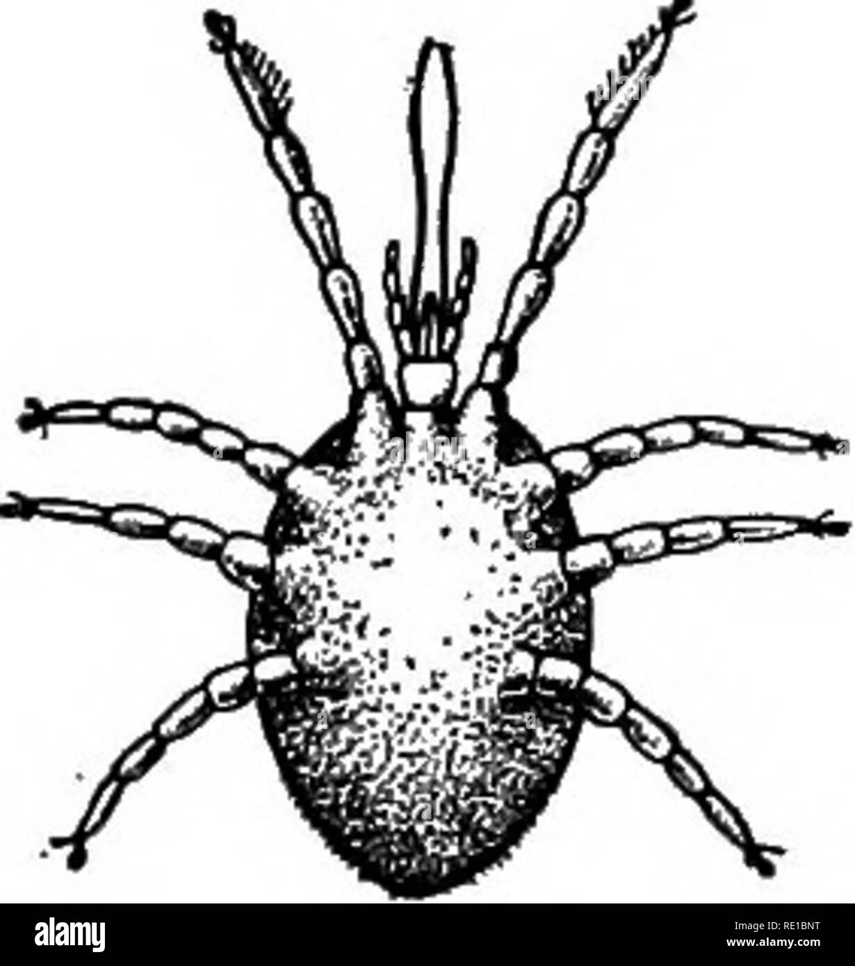 Get Pest Krankheit Symptome Images