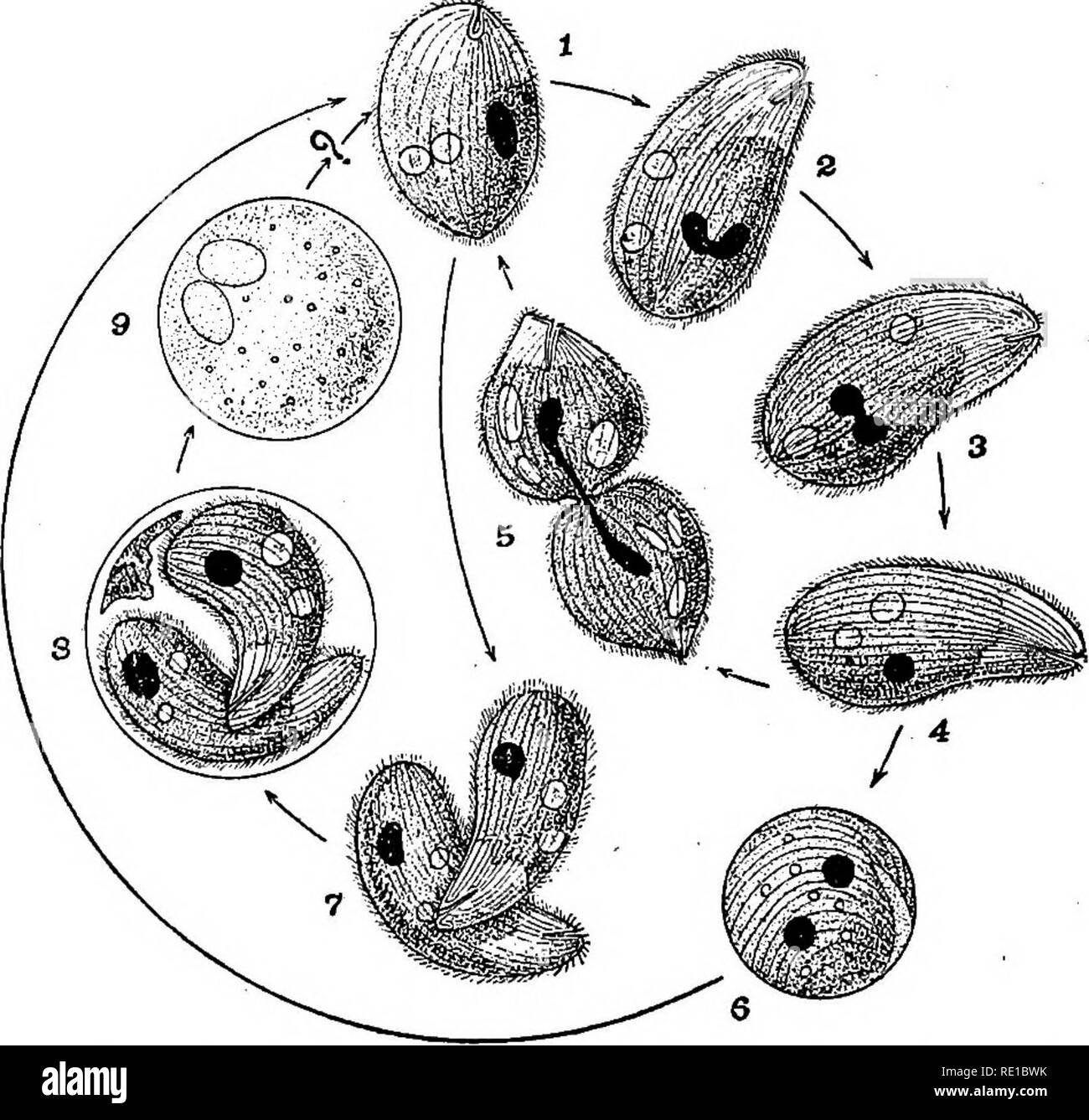 . Ein text-Buch auf die pathogenen Bakterien und Protozoen für Studenten der Medizin und Ärzte. Bakteriologie; pathogenen Bakterien und Protozoen. 696 Balantidium Coli gibt es zwei Kerne. Die größeren, oder macronucleus, Bohnenförmige, Nierenförmigen, oder, seltener, oval. Die kleineren, die MICRONUCLEUS, sphärischen Es gibt keine verdauungsfördernde Röhre; die nahrhafte Partikel werden direkt in der endosarc, in denen sie verdaut werden, ein residuum aus dem Anus extrudiert wird. Motilität. - Der Organismus ist aktiv beweglich, Schwimmen schnell in einem gleichmäßigen Tempo oder hier und da stechen. Färbung. - Der Organismus kann. Stockfoto