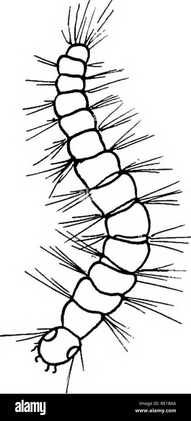 . Parasiten und parasitosen der Tiere: Die zooÌlogy und Kontrolle der tierischen Parasiten und die Pathogenese und die Behandlung von parasitären Krankheiten. Heimische Tiere. 68 PARASITEN DER TIERE Katzen und können auf diese Tiere gemeinsam mit den Arten, die Sie in der Regel befallen. Wie eine Plage des Haushalts der menschenfloh im Allgemeinen in Europa gefunden wird und den westlichen Teil der Vereinigten Staaten, während im Osten der Vereinigten Staaten Häuser können un-bewohnbar für eine Zeit, die durch die Anwesenheit des Hundes und Katzenfloh gerendert werden. Flöhe sind von Bedeutung als quälende Parasiten Stockfoto