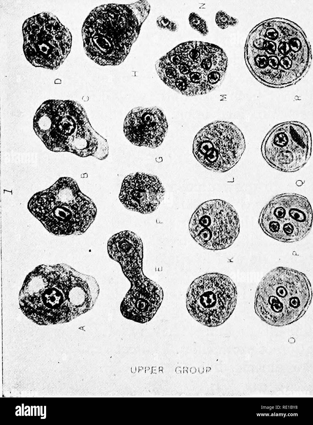 . Ein text-Buch auf die pathogenen Bakterien und Protozoen für Studenten der Medizin und Ärzte. Bakteriologie; pathogenen Bakterien und Protozoen. IJPI - "HR CHOIJP. Bitte beachten Sie, dass diese Bilder sind von der gescannten Seite Bilder, die digital für die Lesbarkeit verbessert haben mögen - Färbung und Aussehen dieser Abbildungen können nicht perfekt dem Original ähneln. extrahiert. McFarland, Joseph, 1868 -. Philadelphia und London, W. B. Saunders Company Stockfoto