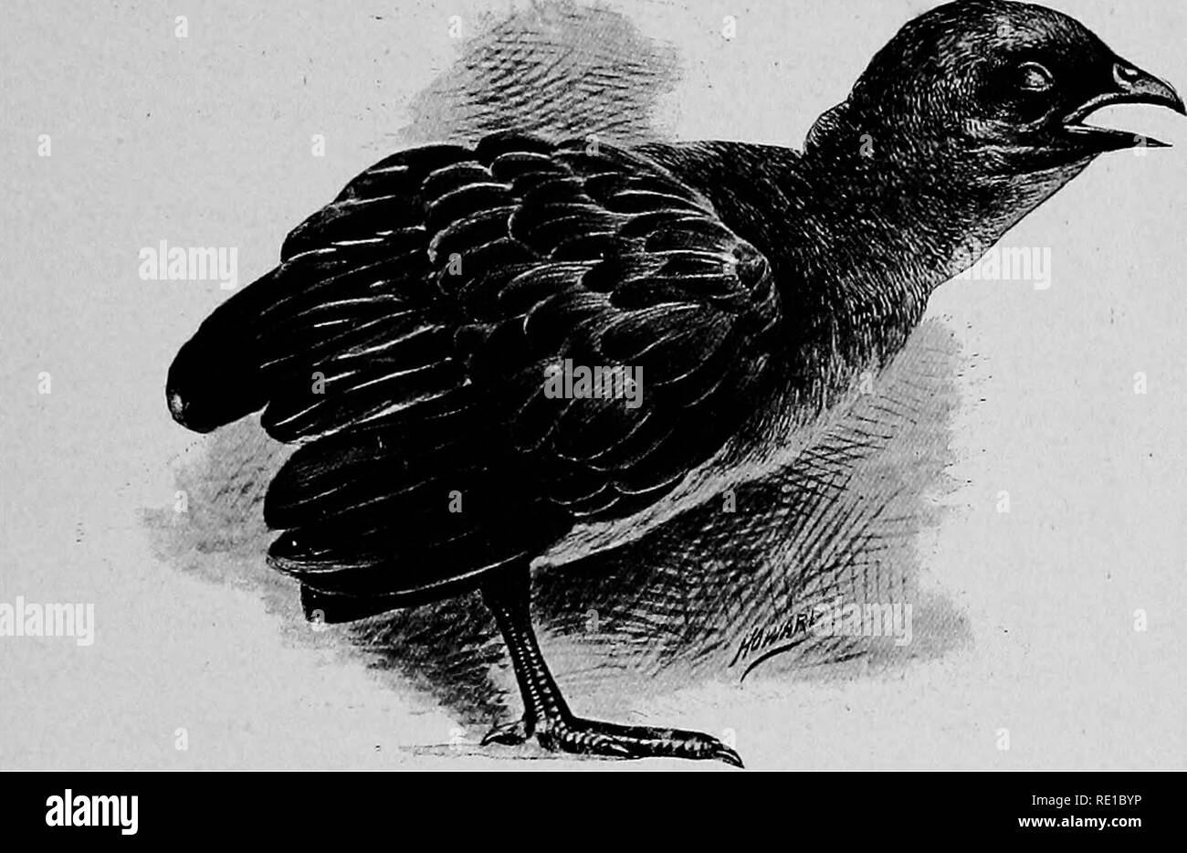 . Die Krankheiten, die von Geflügel. Geflügel; 1899. Krankheiten VON GEFLÜGEL. 47. Abb. -. 8. - Huhn betroffen mit g-Affen. Die Eier und Embryonen frei werden von der disintegra- tion des Wurms. Die Eier benötigen Wärme und Feuchtigkeit zu schlüpfen, und ähnliche Bedingungen sind für das Leben der Embryonen benötigt. Diese neu geschlüpften em bryos kann auf einmal von Vögeln, mit contami- gerechnet werden, Essen und Trinken, und damit Infektionen verursachen; oder Sie können in den Magen-Darm-Kanal der Regenwürmer eingenommen werden, wie von Walker gezeigt worden, und für einige Zeit durch solche Regenwürmer durchgeführt werden. Es hat bisher gezeigt, nur, dass die Erde w Stockfoto