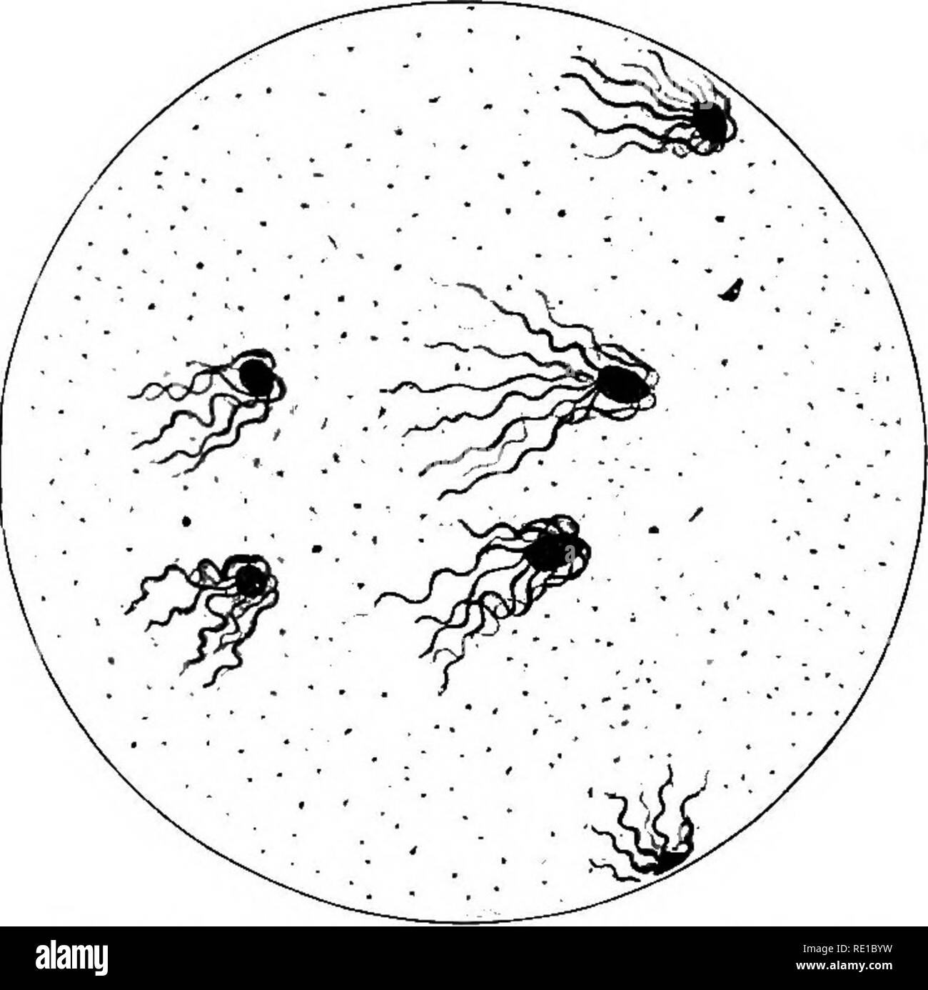 . Ein text-Buch auf die pathogenen Bakterien und Protozoen für Studenten der Medizin und Ärzte. Bakteriologie; pathogenen Bakterien und Protozoen. 670 Bazillus Murium Mäusen, dass das Brot gegessen hatte, aber auch andere, die ihre toten Körper gegessen, die Ausrottung voran, bis kaum noch eine Maus geblieben. Bei der Erörterung der praktischen Beschäftigung Dieser bazillus für die zufrieden stellende de Bau von Feldmäusen, Brunner * lenkt die Aufmerksamkeit auf bestimmte Bedingungen, die Voraussetzung sind: (i) Es ist notwendig, zuerst von allen, in Angriff zu nehmen umfangreiche Bereiche der Invasion Territorium, und nicht versuchen, sie zu t zerstören Stockfoto