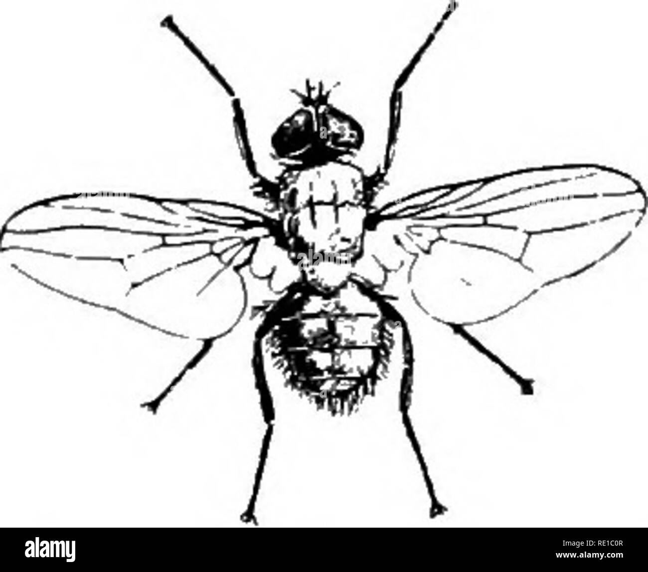 . Parasiten und parasitosen der Tiere: Die zooÌlogy und Kontrolle der tierischen Parasiten und die Pathogenese und die Behandlung von parasitären Krankheiten. Heimische Tiere. Die fliegen 39 gefegt und verbrannt. Die Verwendung von giftigen Flüssigkeiten Um in Gerichten gesetzt hat aber wenig Wirksamkeit und aus anderen Gründen nicht zu empfehlen. Sticky Fly Paper, wirksamste, sollten in Teilen des Raumes, wo gibt es die meisten Sonnenlicht platziert werden, wie in der Nähe von Windows. In diesem Zusammenhang sollte nicht vergessen werden, dass nach Haus fliegt und deren Verbündete suchen das Licht, während ihre Larven avoi Stockfoto
