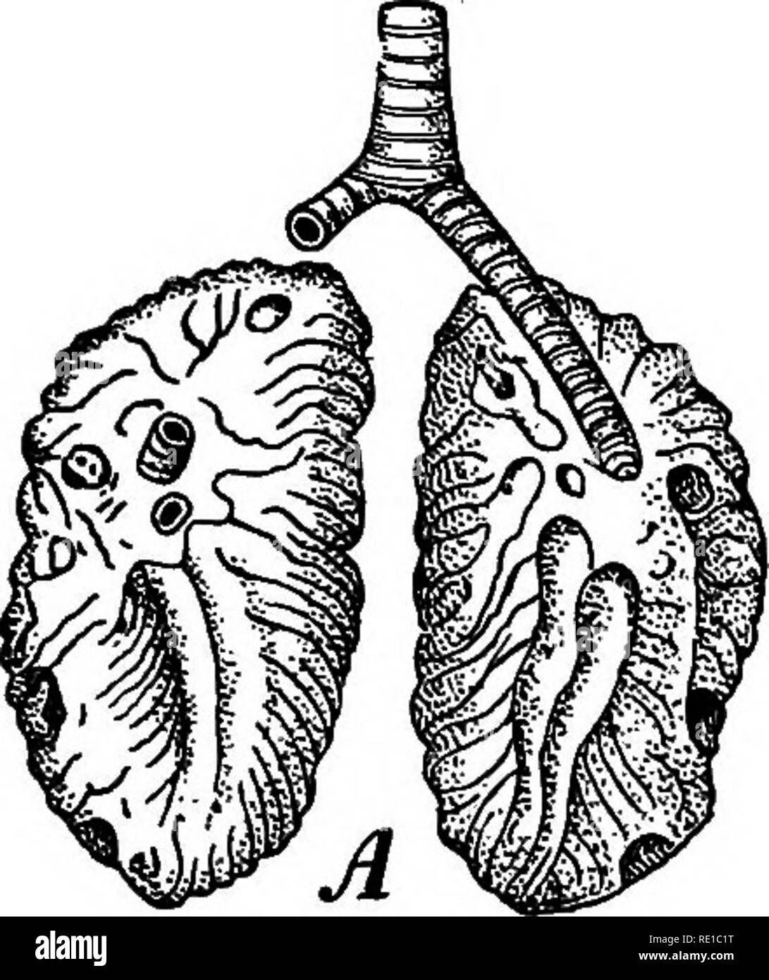 . Die Krankheiten, die von Geflügel. Geflügel; 1899. DISKASBS von podi, versuchen. 27. zornig moldad auf die Ungleichheiten der Rippen und die Räume zwischen den Rippen. Trotz dieser Ähnlichkeiten mit dem träge Kaltblüter, Atemschutzgeräte der Vogel ist der höchsten Ordnung der Exzellenz und wunderbar wirksam. Die Lungen sind vergleichsweise klein und haben wenig Elastizität, aber es gibt eine Entschädigung für diese Funktionen in der Kommunikation mit dem geräumigen Lungenbläschen, die reichlich vorhandenen Luft enthalten. Die obere Öffnung der Luftröhre oder luftröhre ist auf dem Boden des Mundes nur Stockfoto