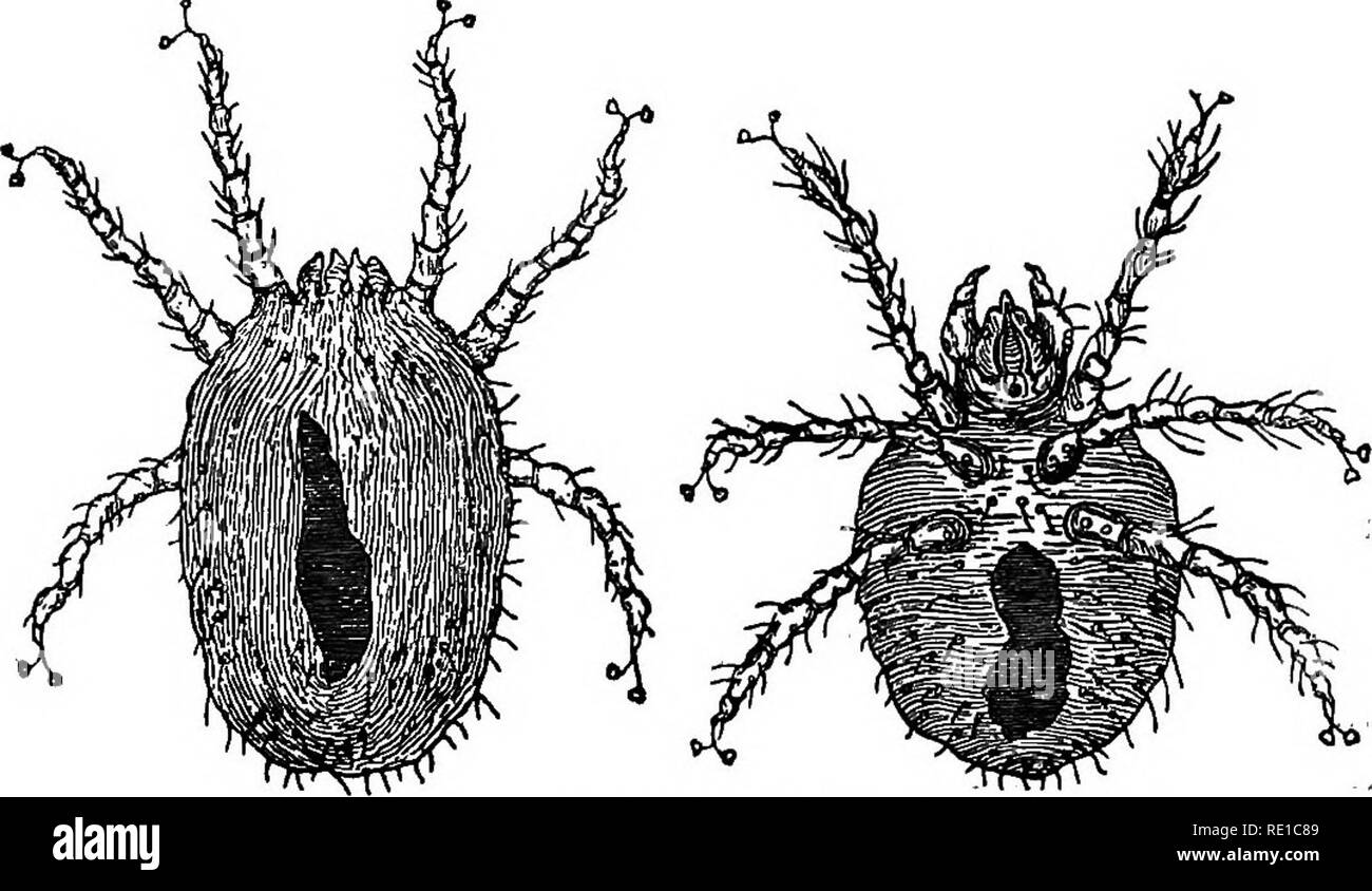 . Eine Abhandlung über die Krankheiten des Hundes; ein Handbuch der caninen Pathologie. Speziell für den Einsatz von Veterinärmedizinern und Studenten angepasst. Hunde. tHB ORGANE OP BESONDEREN SINN. 239 ('Archiv w. Wissensch. u. pract. Thierh.", 1875), auch durch Defranc, Megnin, und Fleming. Kuchenmeister beschrieben die Ernte Bug als menschliche Parasiten verursacht, Furunkel, in der antumn aus Gras und Stroh gewonnen. Es wirkt sich auf die Tiere im Juli und August; bei anderen Zeit soll es sich Verlauf Änderungen in Moosigen Orte zu unterziehen. Es ist häufiger in Ländern mit kalkhaltigem Boden, und Baue in der Haut. Es. Fia. 73 Stockfoto