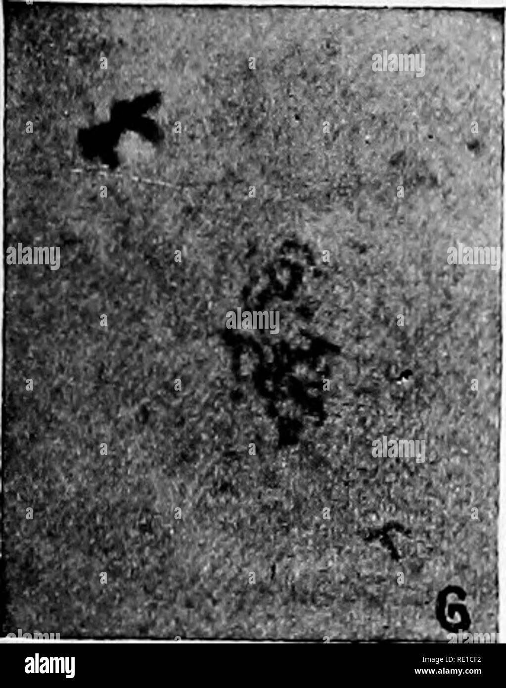 Ein Text Buch Auf Die Pathogenen Bakterien Und Protozoen Fur Studenten Der Medizin Und Arzte Bakteriologie Pathogene Bakterien Protozoen R R M A A A Y A J Lt I A A