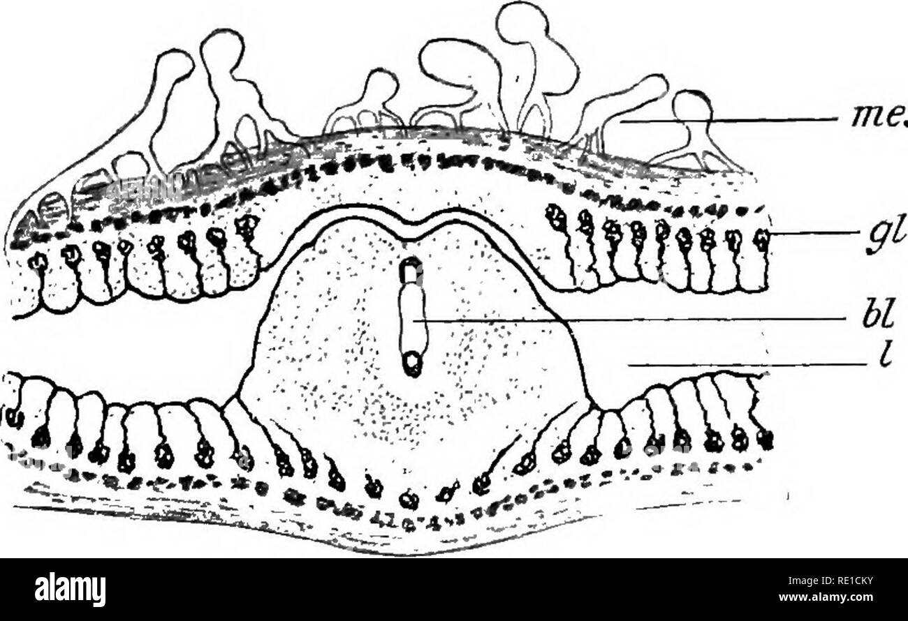 . Die Physiologie der Fortpflanzung. Reproduktion. FCETAL ERNÄHRUNG: Die PLAZENTA 443 Nest übrigen, welche von der Plazenta gebildet. Nach einer langen Pause das war, erwiesen sich als die Reichert^ und Hensen.^ Der befruchteten Eizelle in die Gebärmutter erreicht als morula oder frühen Blastozyste, umgeben von der Zona radiata, falsch zu sein. Am siebten Tag der Zona verschwindet und Einbettung beginnt, aber noch bevor diese, nach von Spee,^ die Eizelle behoben wird durch Prozesse, die von den Zellen der Implantation Pole durch die Zona verlängern und in direkten metabolischen Beziehung mit dem epithehal ceUs kommen. Wie in der Maus, Stockfoto