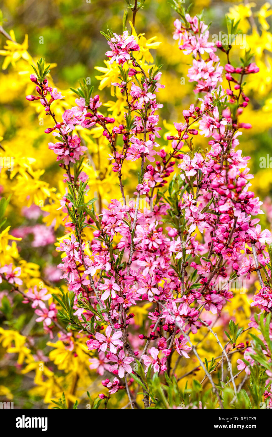 Schöner Frühling Rosa Sträucher Gartenblumen Prunus tenella Rosa Prunus 'Fire Hill' blühende Äste Blüten im April blühende Sträucher Blumen Stockfoto