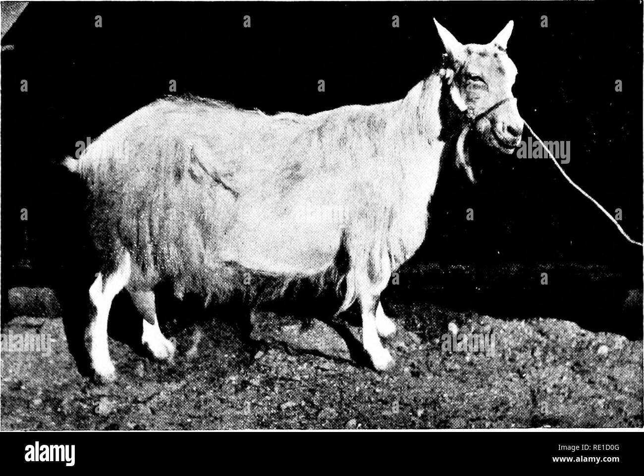 . Eine kurze Überprüfung der Land- und Forstwirtschaft in Norwegen und der offiziellen Bemühungen für ihre Weiterentwicklung. Norwegen. Landbruks Departement; Landwirtschaft; die Wälder und die Forstwirtschaft. Ist. Telemark Ziege (1200 kg Milch pro Jahr). ginating aus England, in der Erwägung, dass die Ziegen sind praktisch ex - ausschließlich der norwegischen Ursprungs. Die Ziegen sind vergleichsweise klein, sind aber in der Regel gute Melker. A b'-d der Telemark - Ziegen an der Staatlichen Schule für Lehrer zu Kleinbauern hat im Jahr 1920 bei einem durchschnittlichen Ertrag von 970 kg Milch. Das beste Tier brachte 1210 kg. Die Gesundheit - Voraussetzungen unter den live-St Stockfoto