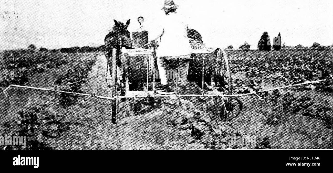 . Gemüseanbau. Gemüseanbau; Projekt Methode in der Lehre. Kulturelle Richtungen?&gt; ich 7 ing auf den Wurzeln und der Käfer sind wirksame Träger der gefürchteten bakterielle Krankheit, bekannt als "cucurbit willst." Die Käfer erscheinen im April oder Mai, und Futter für die jungen Pflanzen, sobald Sie oben sind. Eiablage beginnt sofort und die Larven ernähren sich von den Stielen, viele von Ihnen die Eingabe, wenn die Pflanzen stark geschwächt, wenn nicht getötet werden. Bei kaltem Wetter Ansätze, die Käfer, Tierheim, in dem Ruhezustand zu suchen. &Lt;Ich. ......... ^^Abb. 82. POWER SPRAYER für CUCURBITACEEN Diverse Pläne Stockfoto