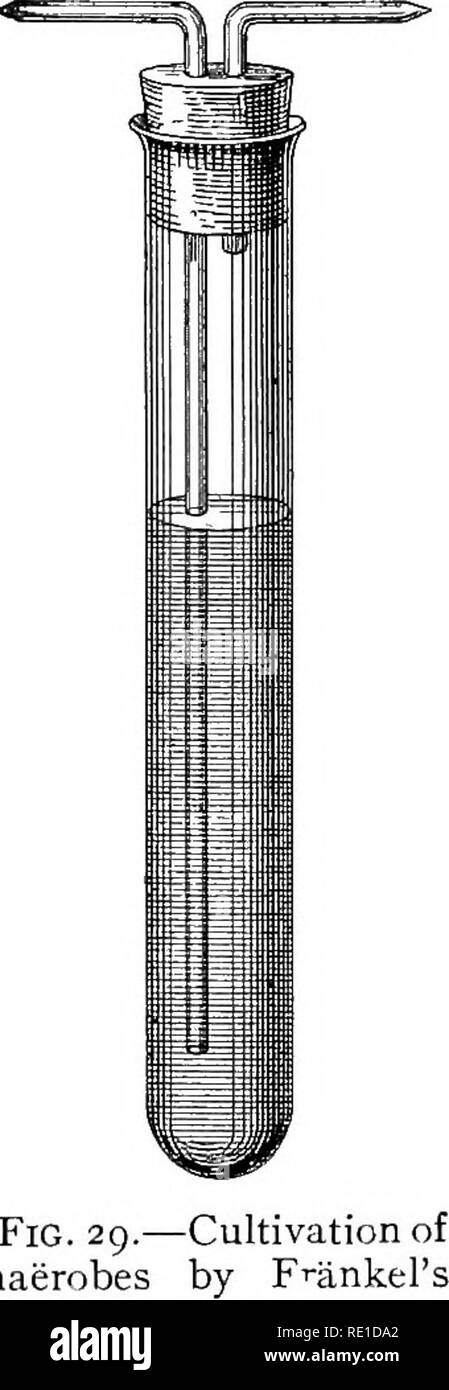 . Ein Handbuch der Bakteriologie. Die Bakteriologie. Die Kultivierung von Bakterien. 91 Flasche oder Tube die dicht verschlossen werden können, gießen 10 C.c. von 6 Prozent, Lösung von Natrium- oder Kaliumhydroxid, für jeden 100 C.c. von Luft in der jar enthalten. Ein Gramm pyrogallic Säure für je 10 C.c. der Lösung hinzufügen. Die Kultur - das Rohr innerhalb der größeren Flasche oder Tube platziert wird, unterstützt über die Unterseite, und Stopper, mit Paraffin verschmiert, wird eingefügt. Die Mischung aus pyrogallic Säure- und Kaliumhydroxid besitzt die pro-perty der Aufnahme von Sauerstoff. Wrights Änderung der Buchner's Methode. - Die Röhre Stockfoto