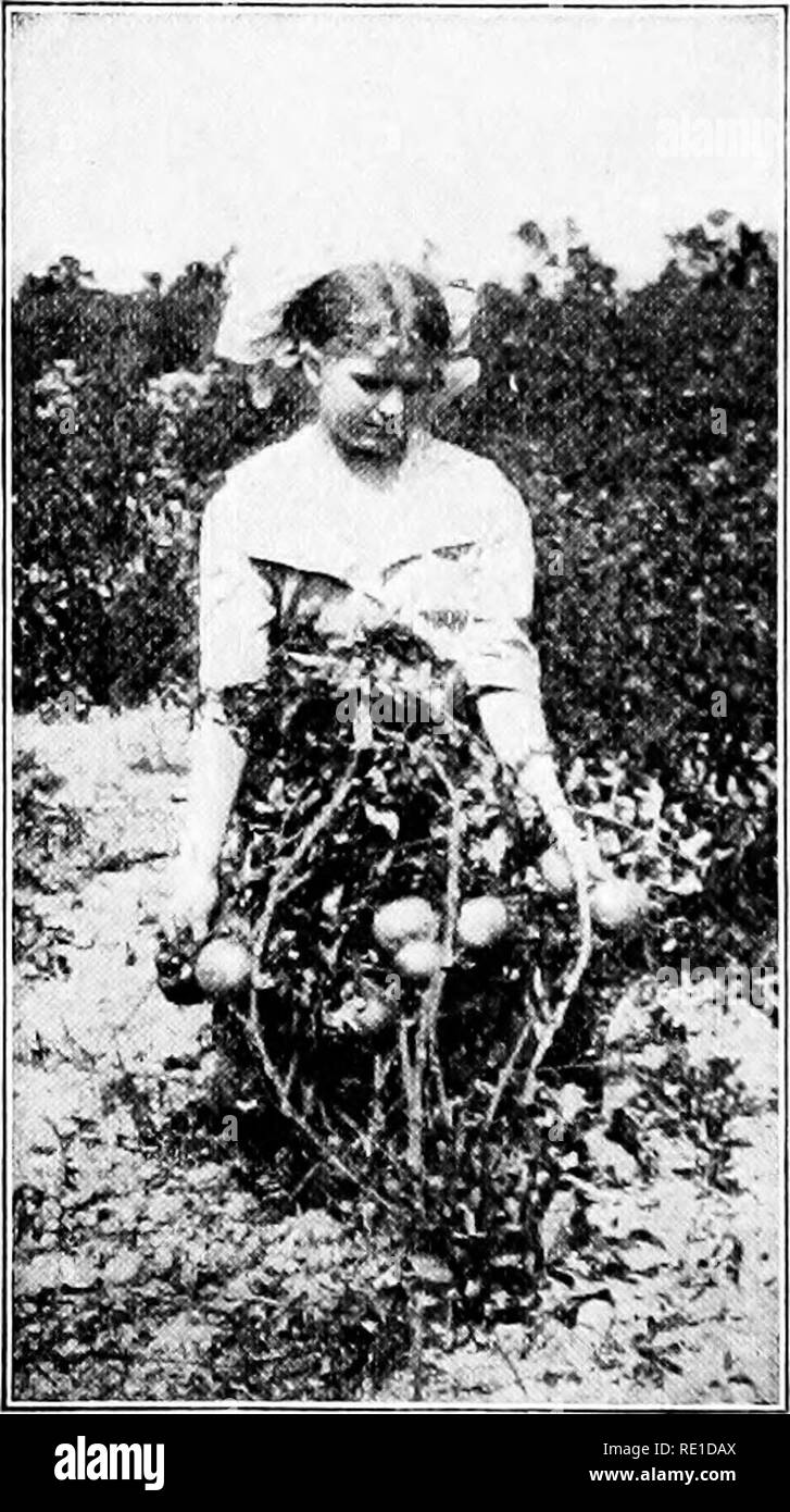 . Garten Schritte; ein Handbuch für die Bewunderer im Gemüseanbau. Gemüseanbau. Kapitel XXIII TOMATEN Eines der Profitabelsten Pflanzen für den kleinen Garten ist die Tomate. Es ist einfach zu pflanzen und zu pflegen, sie ist frei von Krankheit, und ist leicht von der Feinde unter den Insekten und Würmern geschützt. Ein Dutzend Pflanzen nicht viel Platz, aber, wenn Sie gut entwickelt, wenn sie gesetzt ist, wird pro - die Familie mit viel Tomaten vide, und Ihnen etwas geben zu können. Die grüne Tomaten links auf den Reben im Herbst machen, gebeizt, eine großartige Ergänzung zu den Winter der Speisekarte. Die zu-Mato werden kann Stockfoto