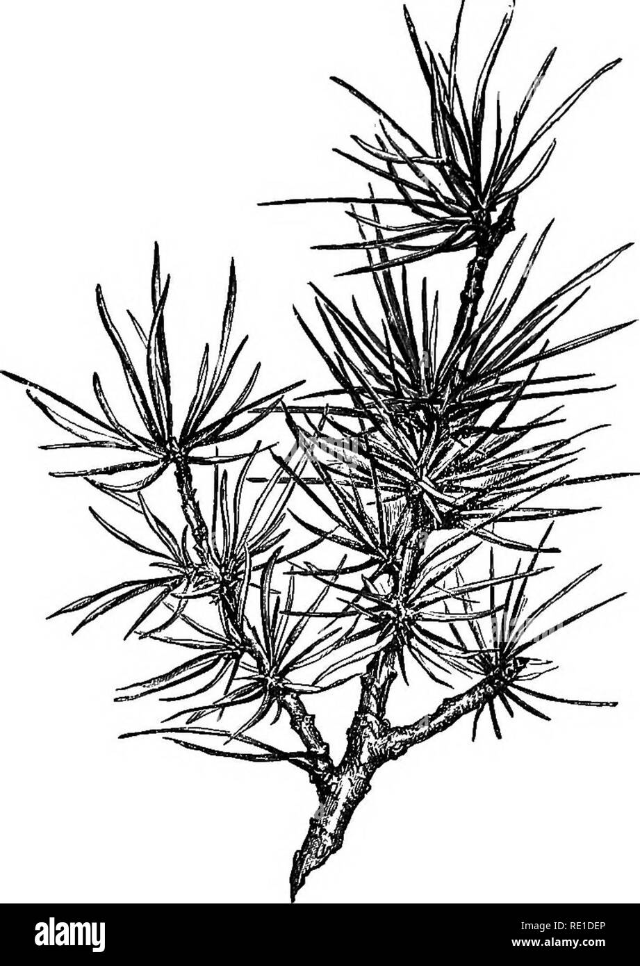 . Sylvan Winter;. Winter; Bäume; Outdoor Bücher. Sprotte, 185 mit Gravur und einem kurzen Hinweis "toj die Gischt, die Zedern des Libanon, unsere Illustra- tionen von "spray" abgeschlossen. Schön und. Zedern des Libanon. Auffällig in seiner bunchiness, wenn der Ausdruck verwendet werden, ist die Nadel Laub von diesem schönen Evergreen. Die Blätter, die wie die der Lärche,. Bitte beachten Sie, dass diese Bilder sind von der gescannten Seite Bilder, die digital für die Lesbarkeit verbessert haben mögen - Färbung und Aussehen dieser Abbildungen können nicht perfekt dem Original ähneln. extrahiert. Heide, Stockfoto