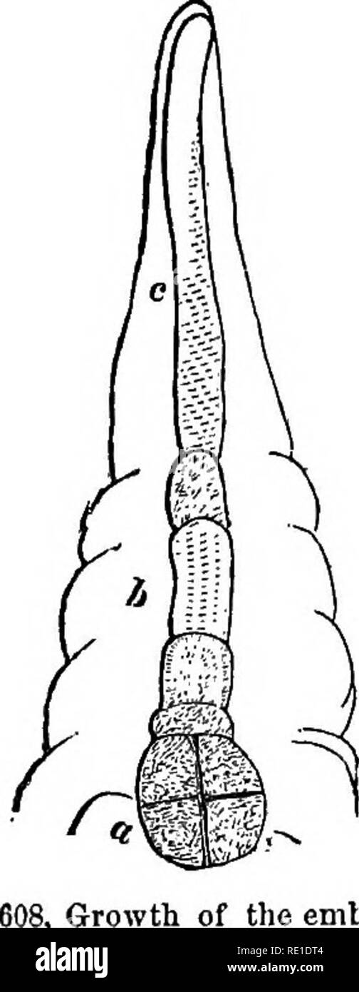 . Klasse - das Buch der Botanik: die Konturen der Struktur, Physiologie und Klassifizierung der Pflanzen: Mit einem Flora von den Vereinigten Staaten und Kanada. Botanik; Botanik; Botanik. 150 FERTIUZATION.. Erste erweitert in eine geeignete Zelle, und ist in der Regel an die Wand des Sac in der Nähe des mioropyle befestigt. Dann di-VIDES sich quer, immer zwei Zellen; die obere tlongates entweder mit oder ohne subdivisionj bilden ein Filament (suspensor); die untere Zelle vergrößert durch subdi-Vision, erste kugelförmig, und danach beginnt die wenig Masse bilden, die je nach Tierart, keimblätter zeigen, Pflaume zu nehmen Stockfoto