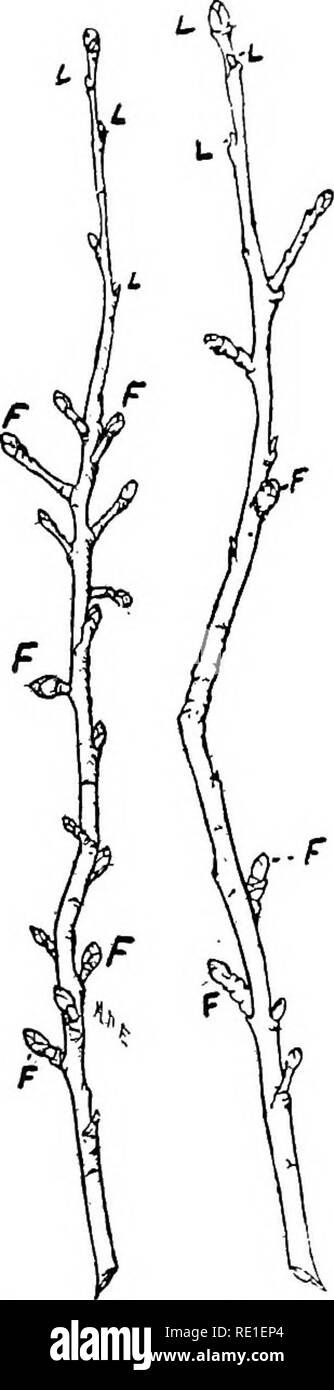 . Grundsätze der Pflanze Kultur; eine elementare Abhandlung als text-Buch für Anfänger in der Landwirtschaft und im Gartenbau. Gartenbau, Botanik. "Pflanzen als durch unzureichende Licht beeinflusst. 149 241. Das elektrische Licht ist nützlich als Ergänzung zu. Die spärlichen Sonnenlicht von kurzen, früh - Winter Tage, in zwingen, bestimmte Gemüse und Blumen gefunden. 242. Unzureichende Beschneiden verhindert die Bildung von Fruit-Buds in oder - Mangold Bäume durch Einschränkung Licht und reduzieren so essen Bildung (58). Bild vergleichen. 65, das zeigt eine Frucht Zweig der Apfel Baum gewachsen, wo reichlich Sonnenlicht ausgesetzt, w Stockfoto