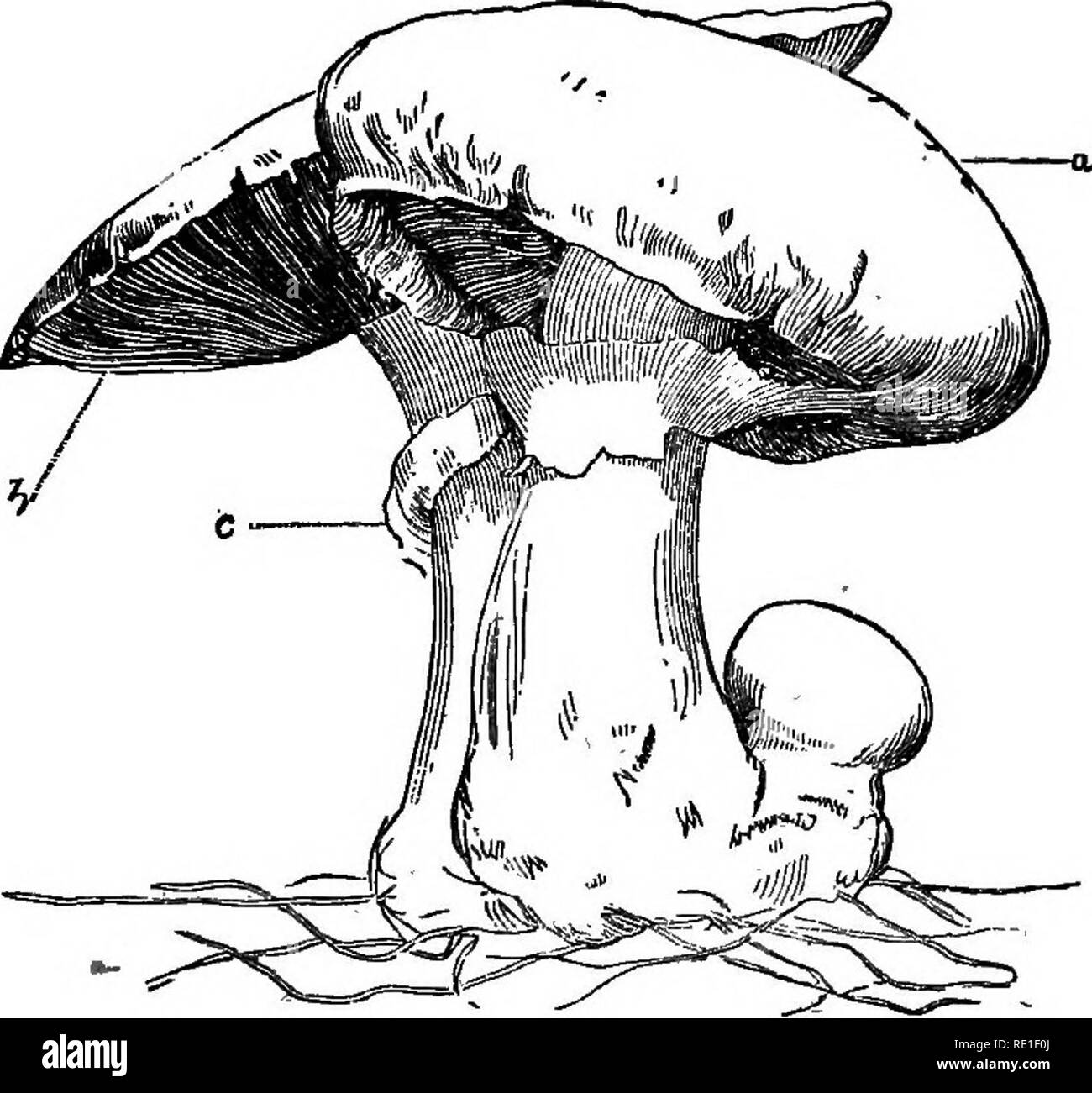 . Die Elemente der strukturelle Botanik mit besonderem Bezug auf die Untersuchung der Kanadischen Pflanzen ... Pflanzenphysiologie; Pflanze Anatomie. Prüfung OP ein Pilz. Ich &Amp; r' 5 j lite Interieur. Bei III Sie sind viel deutlicher, und uere ist aiBO Manifest einen Unterschied zwischen der oberen ard Untere Abschnitte, die sich noch in IV und V. Die oberen Verbreitung Teil ist ausgeprägter ist der Hut genannt; bei V am unteren Rand des Hutes ist immer noch von einer kreisförmigen Membran am Stiel, in dieser Phase die Membran ist. Abb. 246. Lhe Schleier/später forderte, wie im Bild zu sehen. 246, es ist vom Hutrand und n zerrissen Stockfoto