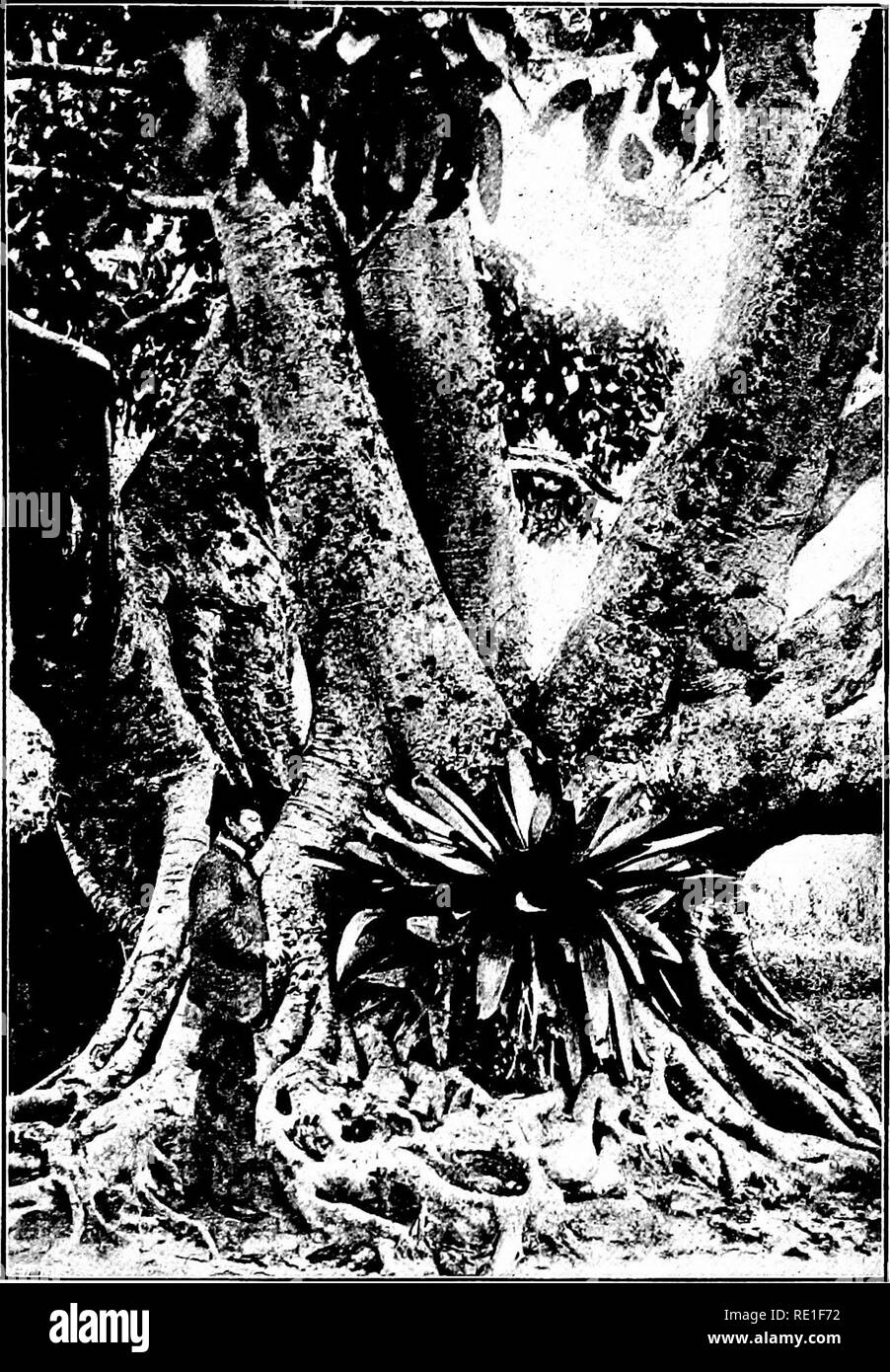 . La Biologie des Plantes... Ökologie der Pflanzen. WF -' / 'CITERNES VfeG^ TALES ET MAR^KÄFIGE SUSPENDUS. Abb. 96. - Grand figuicr Du Bresil sur la Base du Tronc duquel sest fix 4 un-epiphyt du type d citernes plantes. Fotografische Commerciale Le naturaliste ne perd pas ses droits, Meme dans la societ bruyante et Mondaine. II y ein des Puits de Wissenschaft, des Citerne profondes, des Mar^Käfige aussi et des tourbieres de I'Esprit. L Wissenschaft de I'Beobachtung ne s'arrete pas au domaine de la Botan. Bitte beachten Sie, dass diese Bilder aus gescannten Seite Bilder, die digital zum Lesen erhöht worden sein können extrahiert werden Stockfoto