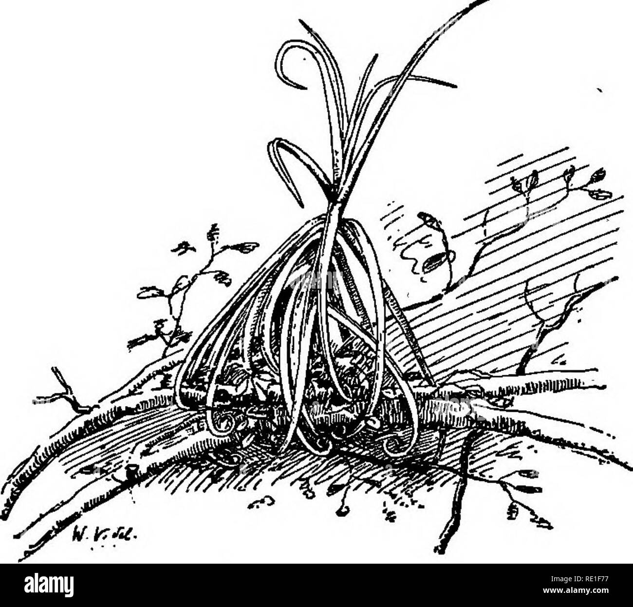 . La Biologie des Plantes... Ökologie der Pflanzen. l 62 BIOLOGIE DES PLANTES les trongons et les Comme de la lame qui s'Accroche Aux 4, aux Zweige des Bois humides aussetzen. Nous aVons parle De citernes et des Mar^Käfige suspendus. Les Tillandsia avec leur Oberfläche spongieuse, d'autres Brom^ liacdes avec leurs feuiUes rugueuses grisHtres et, par Ich'Abondance de poils qui ppinpent de I'eau, sind aussi des esp^ ces de tourbiferes sus-pendues; vous avez Sans Doute vu les Sphagnum de nbs Sagnes,. Abb. 95. - Sp^imen dont les feuilles en corbeille Renvers^e reposent sur le Haut d'un Arbre.de nos nach Stockfoto
