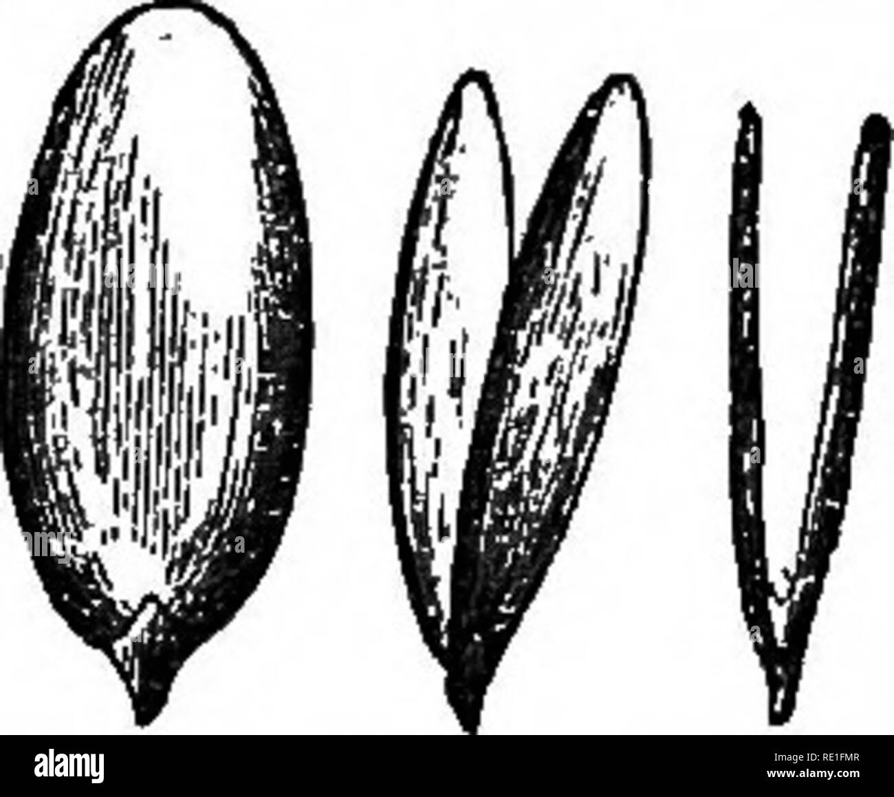 . Die Elemente der strukturelle Botanik mit besonderem Bezug auf die Untersuchung der Kanadischen Pflanzen ... Pflanzenphysiologie; Pflanze Anatomie. Zeichen gemeinsamen DICOTYLEDONS. 59 Zeitpläne beschreibenden Der Ahorn sollte gefüllt werden, das sich von "Willow als Modell. Kapitel XL Eigenschaften besaß, DIE IM ALLGEMEINEN VON ALLEN PFLANZEN ZUVOR UNTERSUCHT DIE STRUKTUR DER SAMEN IN DICOTYLEDONS. 78. Vor dem Fortfahren in unserer Untersuchung von Pflanzen, so richten Sie Ihre Aufmerksamkeit auf einige chailaoters derjenigen, die bereits untersucht, was sie alle gemeinsam haben. Die Blätter eines jeden von Ihnen sind Net- Stockfoto