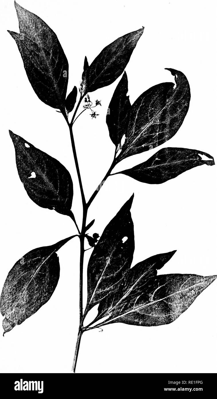 . Die phanerogamen des Juan Fernandez Inseln. Botanik. Nat. Hist. Juan Fernandez und Ostern / Ist. Vol. II. Platte 14.. Bitte beachten Sie, dass diese Bilder sind von der gescannten Seite Bilder, die digital für die Lesbarkeit verbessert haben mögen - Färbung und Aussehen dieser Abbildungen können nicht perfekt dem Original ähneln. extrahiert. Skottsberg, Carl, 1880-1963; Skottsberg, Carl, 1880-1963. Natürliche Geschichte von Juan Fernandez und der Osterinsel, v.2, Pt. 2. Stockfoto