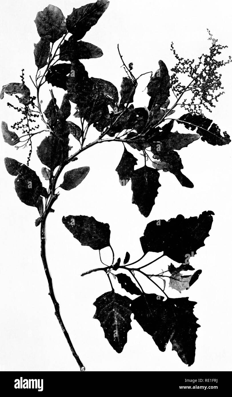 . Die phanerogamen des Juan Fernandez Inseln. Botanik. Nat. Hist. Juan Fernandez und Ostern / Ist. Vol. II. Platte ii Bitte beachten Sie, dass diese Bilder sind von der gescannten Seite Bilder, die digital für die Lesbarkeit verbessert haben mögen - Färbung und Aussehen dieser Abbildungen können nicht perfekt dem Original ähneln. extrahiert. Skottsberg, Carl, 1880-1963; Skottsberg, Carl, 1880-1963. Natürliche Geschichte von Juan Fernandez und der Osterinsel, v.2, Pt. 2. Stockfoto