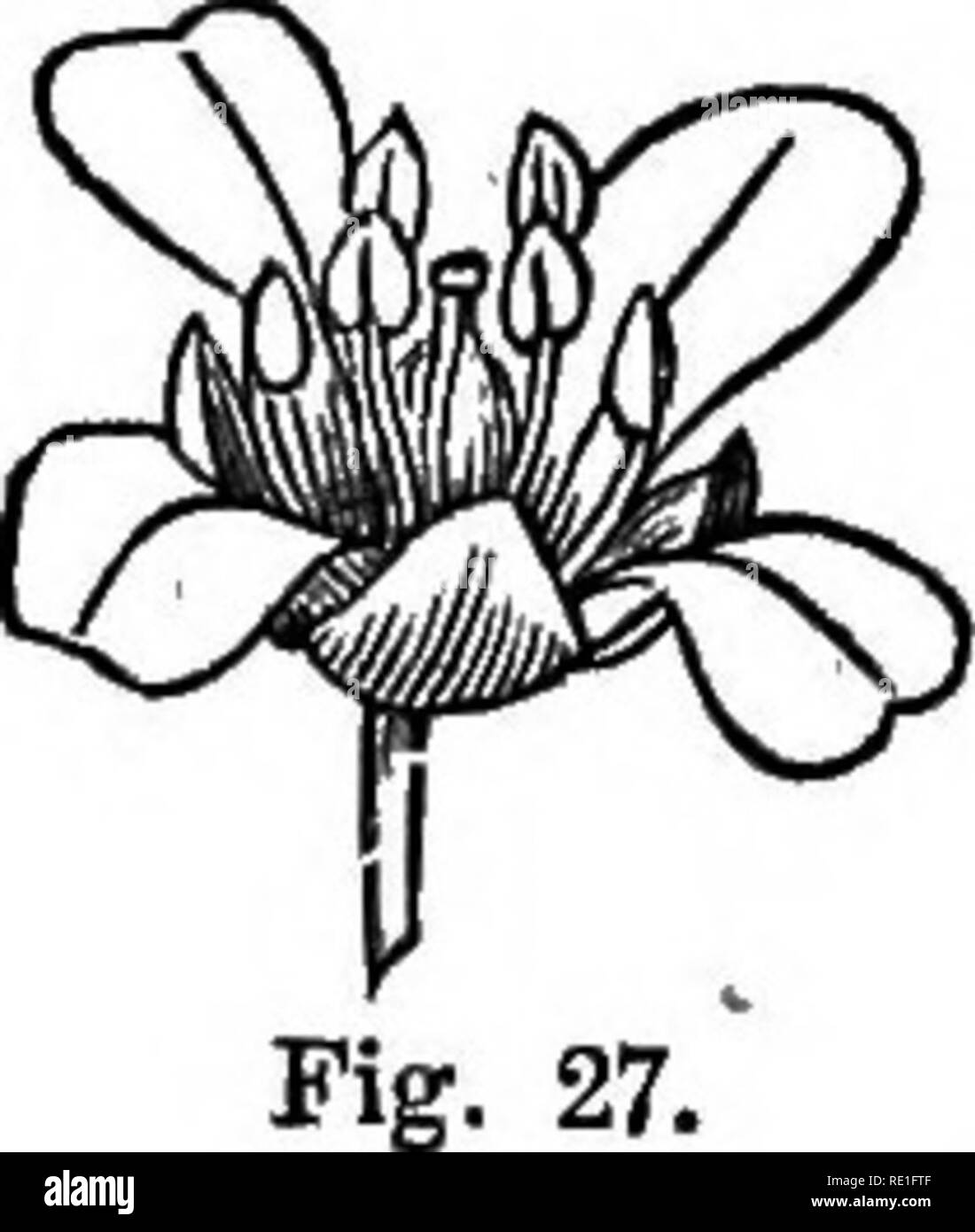 . Die Elemente der strukturelle Botanik mit besonderem Bezug auf die Untersuchung der Kanadischen Pflanzen ... Pflanzenphysiologie; Pflanze Anatomie. 2'J ELEMENTE OV STIlUOTURAu BOTANt. CHAPTEJl IV. Prüfung 6 P ANDERE GEMEINSAME ANLAGEN MIT HYPOGY NOUS STAUBGEFÄSSEN - SHEPHERD's P0 RSB-RUNDE-LEAVED MALLOW. 28. Wir kommen nun einige Pflanzen zu untersuchen, die Blumen, die Ausstellung, in ihrer Struktur, wichtige Änderungen aus dem Hahnenfuß, Leberblümchen, und Marsh-Marigold. Shepherd's Purse. Diese Pflanze (Abb. 26) ist eine der häufigsten Unkräuter. Wie in der Buttercuj), das Laub - Blätter sind von zwei Arten, radikale und potraining, Stockfoto