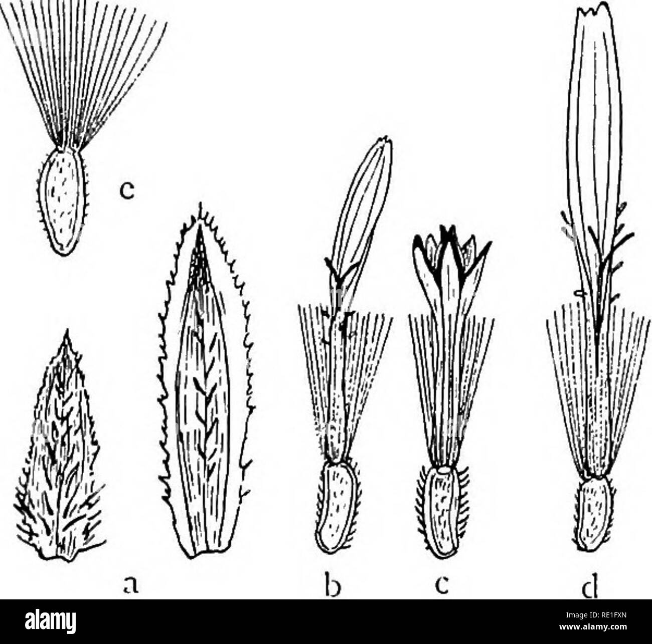 . Die phanerogamen des Juan Fernandez Inseln. Botanik. Die PHANEROGAMEN DES JUAN FERNANDEZ INSELN ICH 83 Masafuera: Auf den Kämmen und in den Schluchten verstreut; F. de las Chozas, Dicksonia - growe; F. de las Casas (auch beobachtet byJOHOW), selten; Q. Inocentes, C. 500 m, reichlich; F. Angosta; F. del Varadero, selten; Hänge oberhalb Las Chozas, 700-750 m, im Gras (Fl. 12/2&gt; 2 b/a, Nr. 524); c. del Barril, C. 750 m.w. Majuscula n. w. - Abb. 29 d-e. - Ein typo differt statura Majore et magnitudine omnium Partium. Rami ad 70 cm Longi et6, s mm crassi, dichten foliosi. Folia ad 18 cm Longa et 2 cm Lata Stockfoto