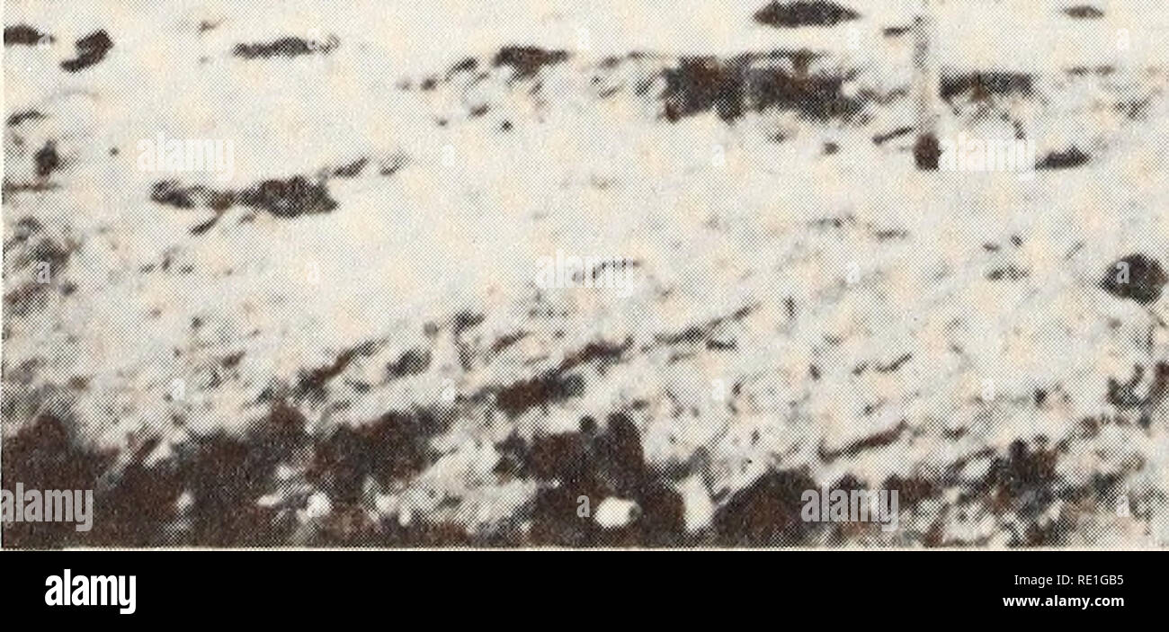 . Ökologische Studie der Amoco Cadiz Ölpest: Bericht des NOAA-CNEXO Gemeinsame wissenschaftliche Kommission. Amoco Cadiz (Schiff); Öl; Ölunfälle. ^ . 0g^ | gp. ÏL/***!* -: mÊÊH M,. "TRKJÈL -^ Gf*'. Bitte beachten Sie, dass diese Bilder sind von der gescannten Seite Bilder, die digital für die Lesbarkeit verbessert haben mögen - Färbung und Aussehen dieser Abbildungen können nicht perfekt dem Original ähneln. extrahiert. NOAA-CNEXO Gemeinsame wissenschaftliche Kommission. [Rockville, MD: US Dept. für Handel, nationale ozeanische und atmosphärische Leitung; [Paris]: Centre national pour l'exploitation de Stockfoto