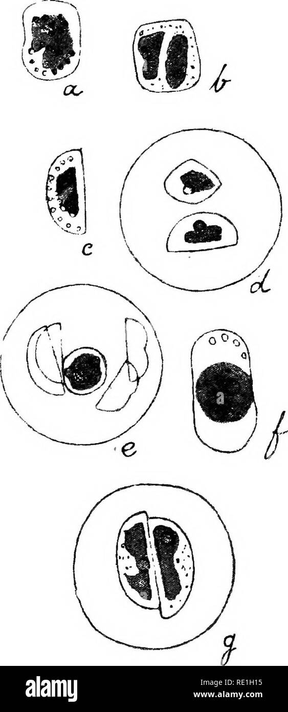 . Synopse Der naviculoid Kieselalgen. Um die R. in der Schwedischen Akademie der Wissenschaften, 10. Mai 1893 vorgestellt. Diatomeen. A. complexa 500-fach vergrößert. A. incerta 500-fach vergrößert. Von A.incerta hatte ich die Möglichkeit der Prüfung numerons lebenden Exemplare. Diese Art ist auch ein einzelnes chromatophore-Platte entlang der ventralen Seite der Zone, in einem Plasma-Masse, die schickt feine Plasma geschlossenen-Threads zu den Wänden der Diatomeen. Wenn die Lebenden frustules plötzlich von einem Kochenden con-centrated Lösung von quecksilberchlorid in Alkohol getötet werden und dann durch waschen von quecksilberoxid Salz befreit, können Sie b Stockfoto
