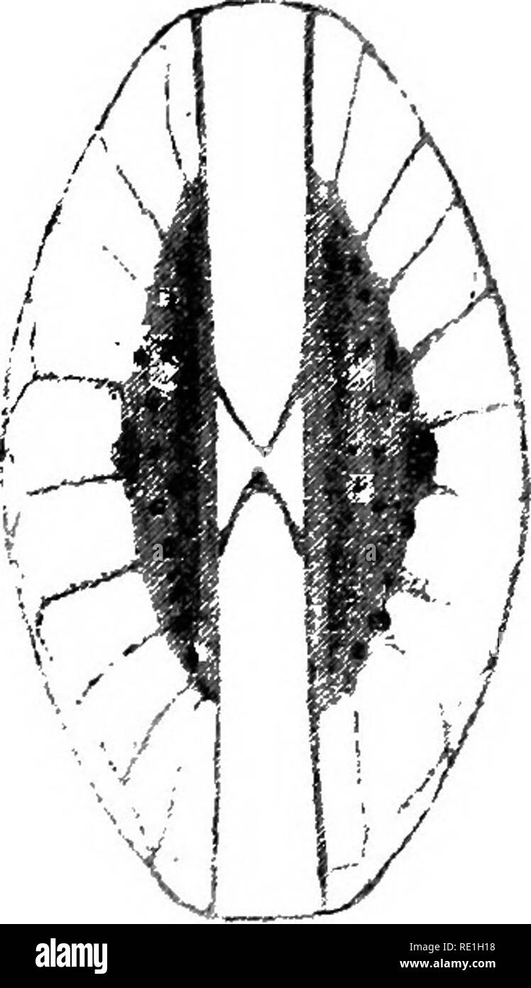 . Synopse Der naviculoid Kieselalgen. Um die R. in der Schwedischen Akademie der Wissenschaften, 10. Mai 1893 vorgestellt. Diatomeen. A. complexa 500-fach vergrößert. A. incerta 500-fach vergrößert. Von A.incerta hatte ich die Möglichkeit der Prüfung numerons lebenden Exemplare. Diese Art ist auch ein einzelnes chromatophore-Platte entlang der ventralen Seite der Zone, in einem Plasma-Masse, die schickt feine Plasma geschlossenen-Threads zu den Wänden der Diatomeen. Wenn die Lebenden frustules plötzlich von einem Kochenden con-centrated Lösung von quecksilberchlorid in Alkohol getötet werden und dann durch waschen von quecksilberoxid Salz befreit, können Sie b Stockfoto
